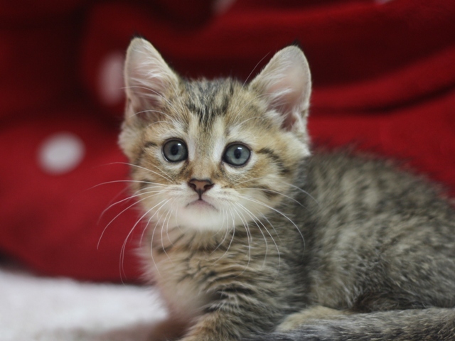 マンチカンの子猫画像