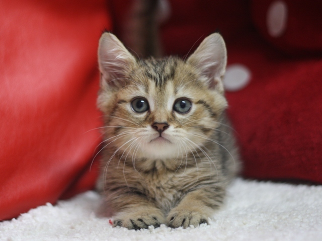 マンチカンの子猫画像