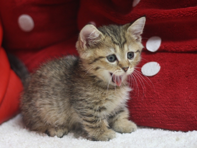 マンチカンの子猫画像