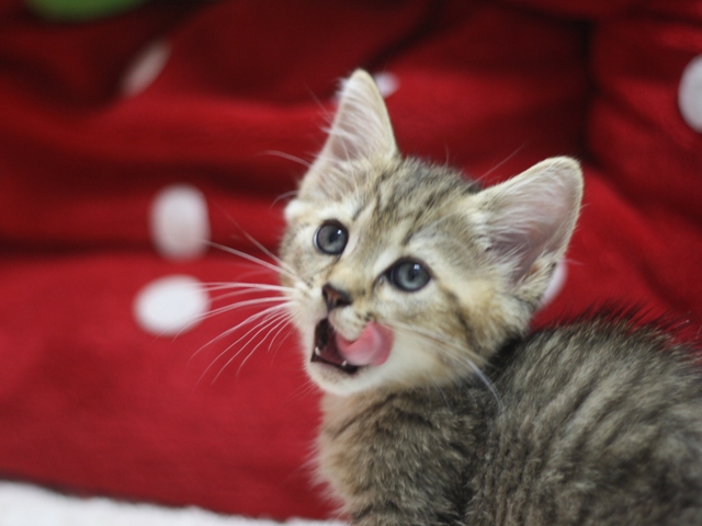 マンチカンの子猫画像