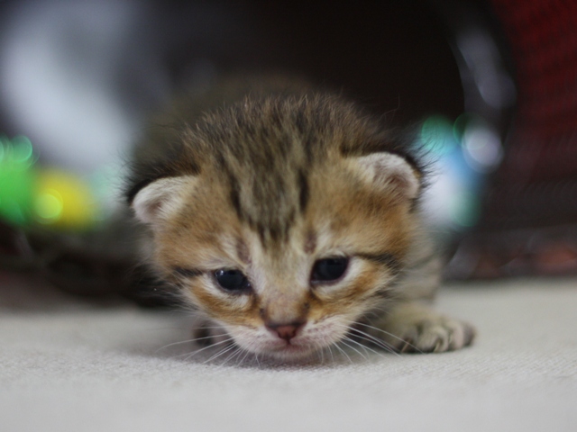 マンチカンの子猫画像