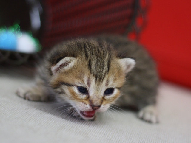 マンチカンの子猫画像