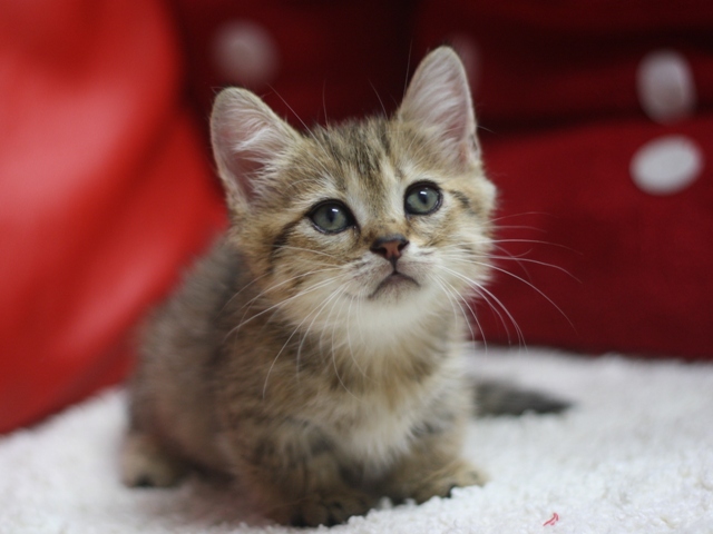 マンチカンの子猫画像