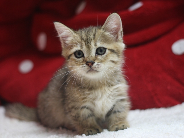 マンチカンの子猫画像