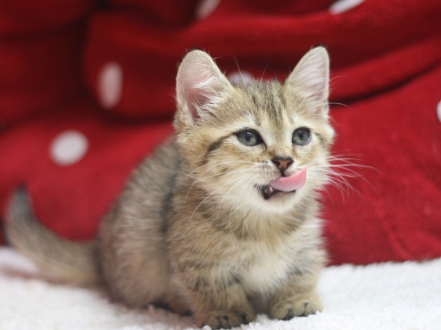 マンチカンの子猫画像