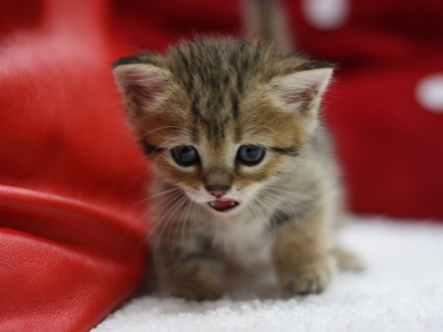 マンチカンの子猫画像