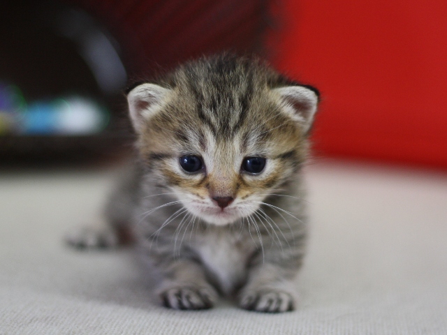 マンチカンの子猫画像