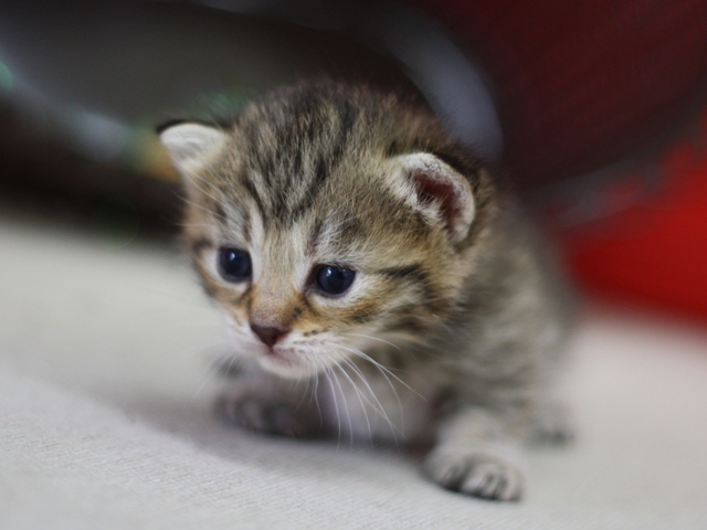 マンチカンの子猫画像