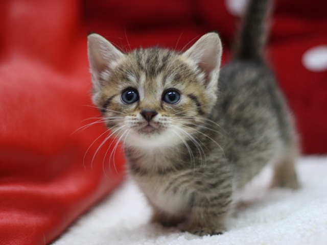 マンチカンの子猫画像