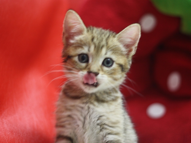 マンチカンの子猫画像