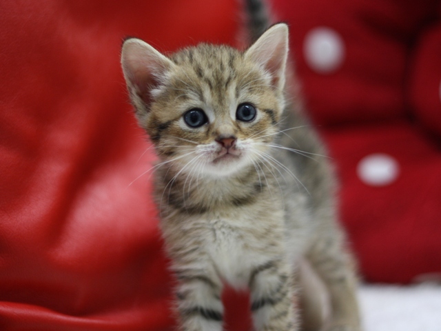 マンチカンの子猫画像