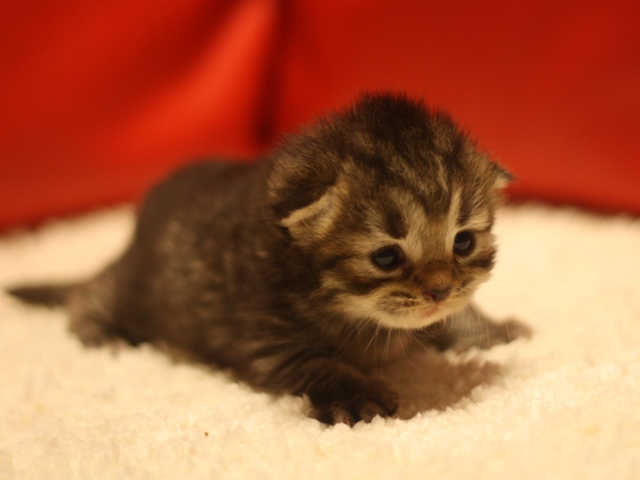 マンチカンの子猫画像