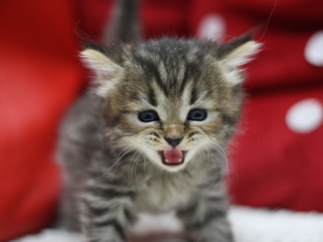 マンチカンの子猫画像