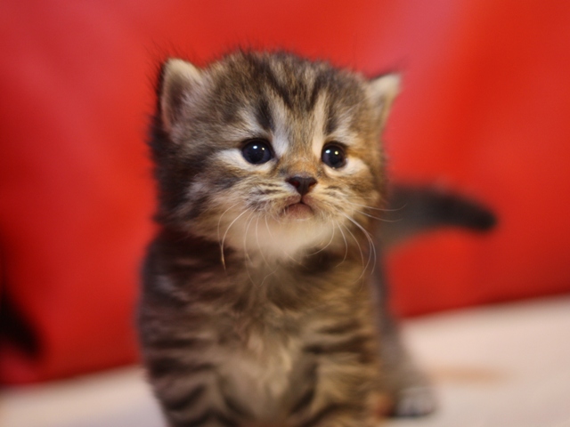 マンチカンの子猫画像