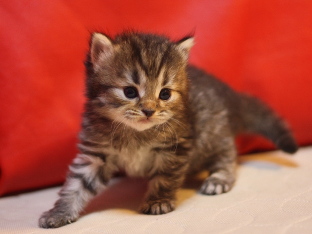 マンチカンの子猫画像