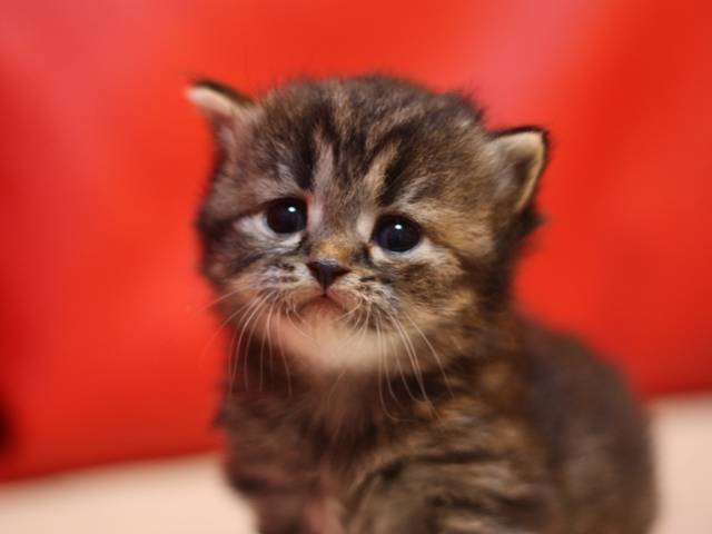 マンチカンの子猫画像