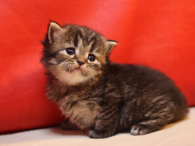 マンチカンの子猫画像