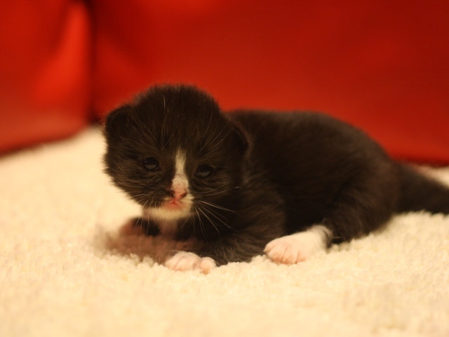 マンチカンの子猫画像