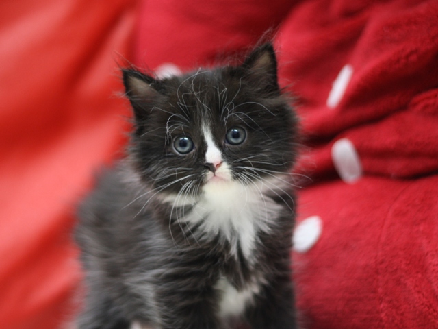 マンチカンの子猫画像