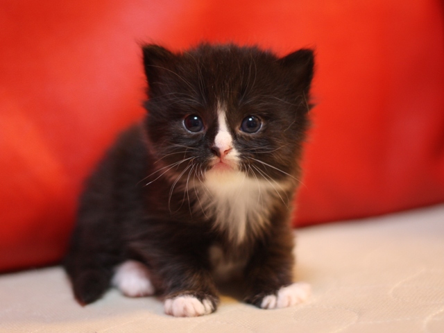 マンチカンの子猫画像