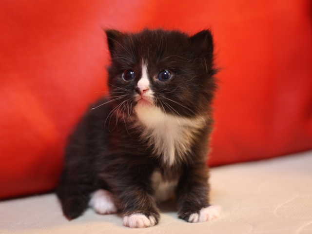 マンチカンの子猫画像