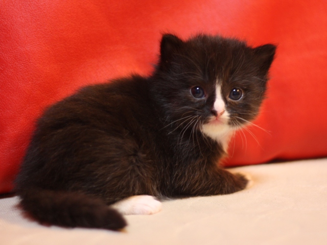 マンチカンの子猫画像