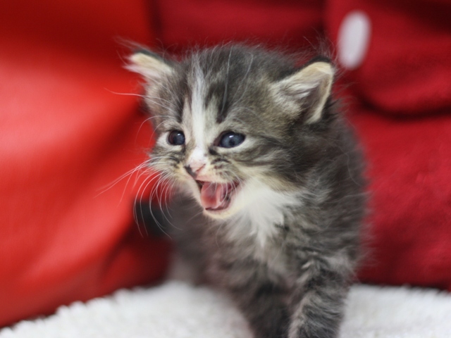 マンチカンの子猫画像