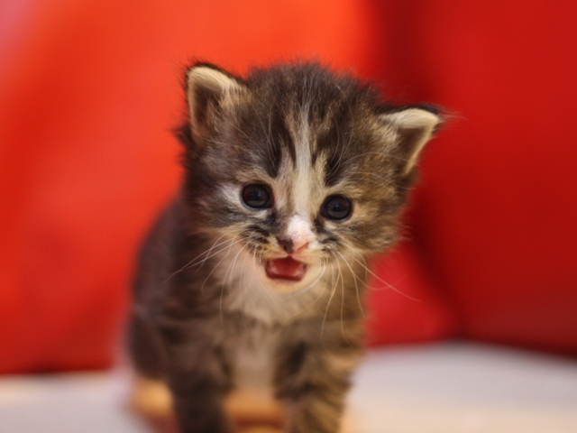 マンチカンの子猫画像