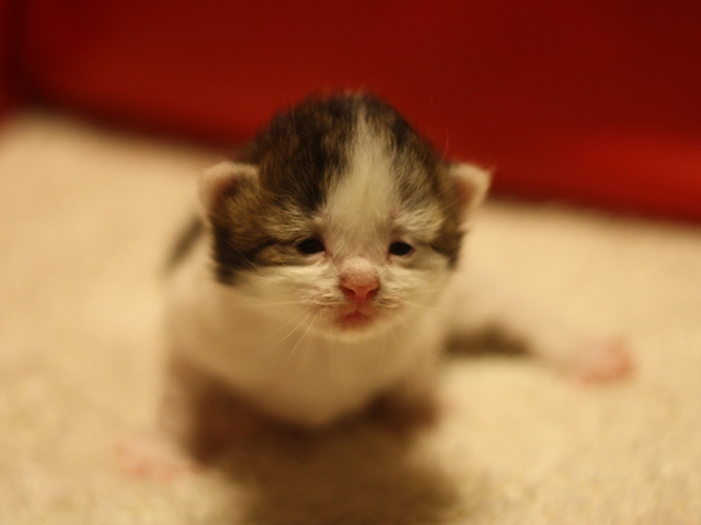 マンチカンの子猫画像