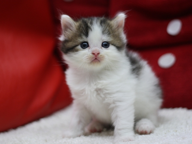 マンチカンの子猫画像