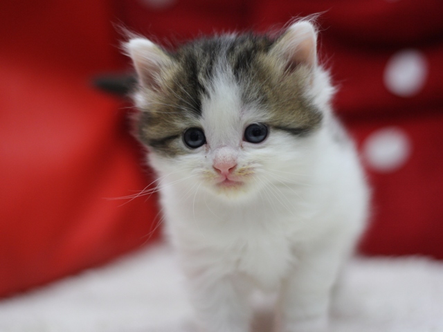 マンチカンの子猫画像