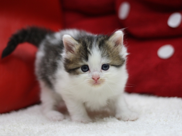 マンチカンの子猫画像