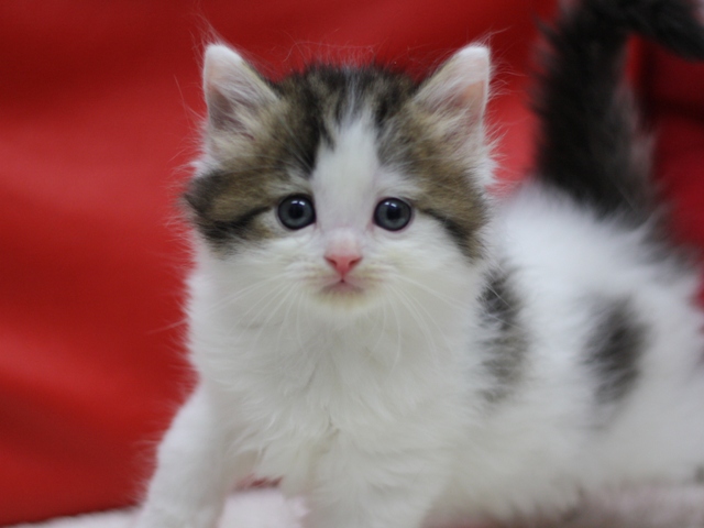 マンチカンの子猫画像