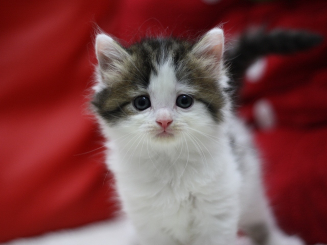 マンチカンの子猫画像