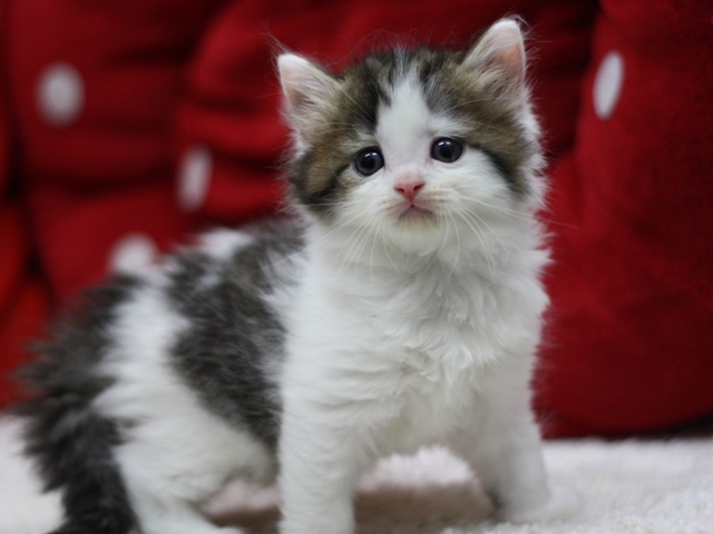 マンチカンの子猫画像