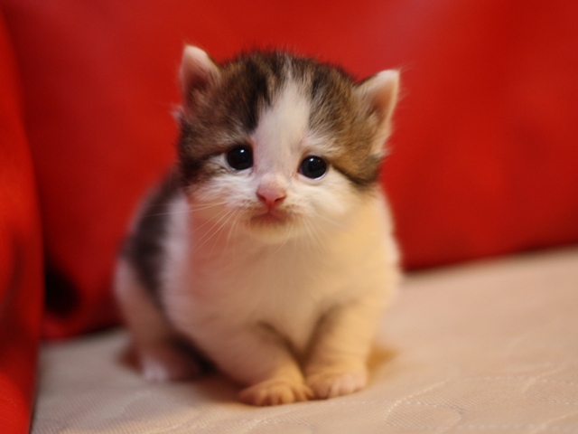 マンチカンの子猫画像