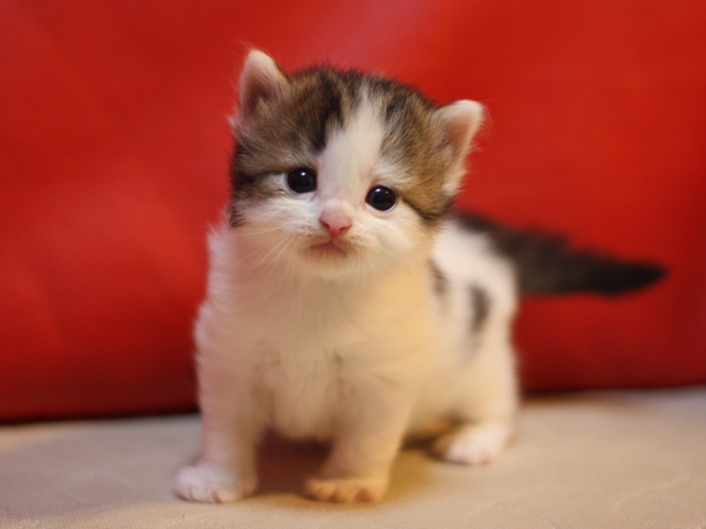 マンチカンの子猫画像