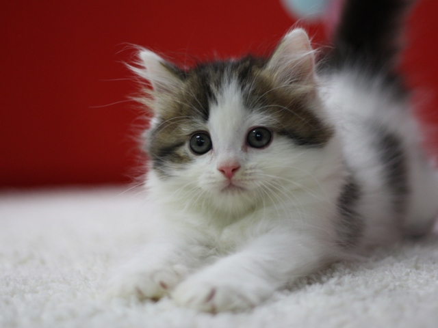 マンチカンの子猫画像