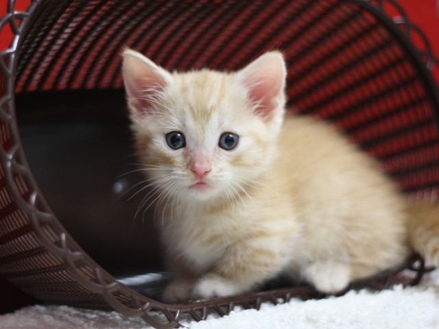 マンチカンの子猫画像