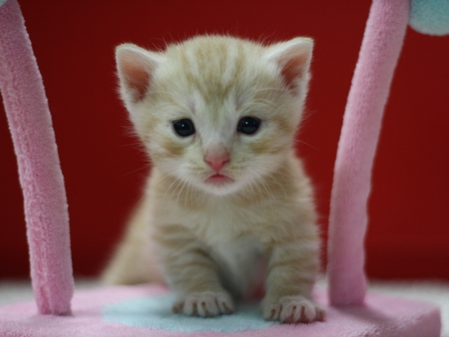 マンチカンの子猫画像