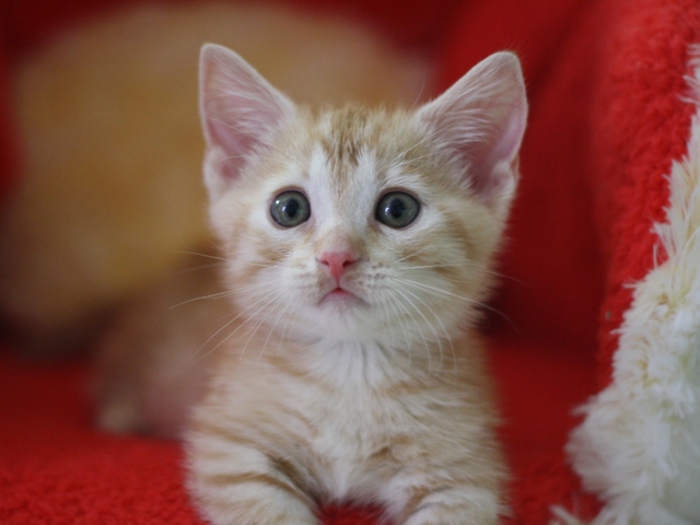 マンチカンの子猫画像