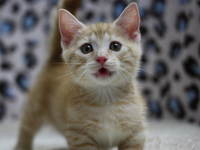 マンチカンの子猫画像