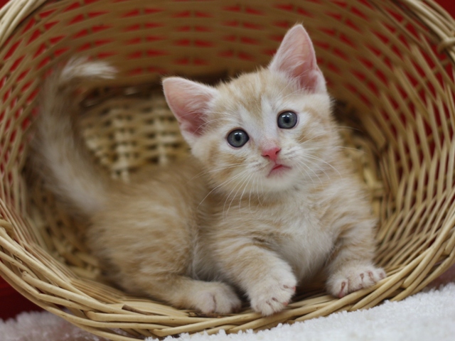 マンチカンの子猫画像