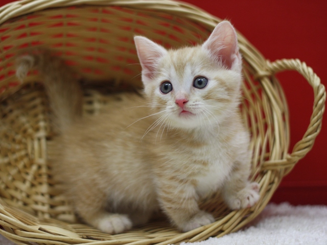 マンチカンの子猫画像