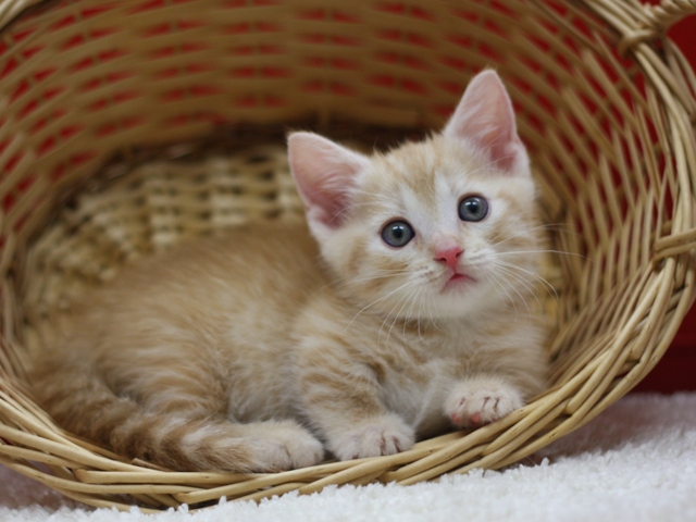 マンチカンの子猫画像