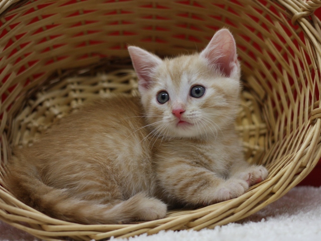 マンチカンの子猫画像