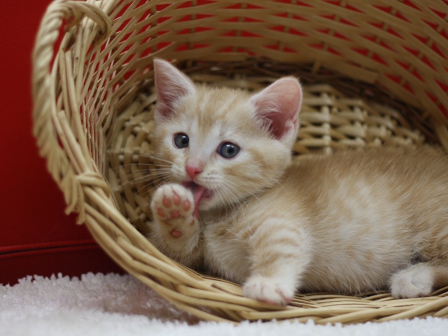 マンチカンの子猫画像