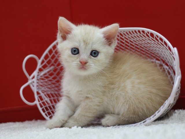 マンチカンの子猫画像