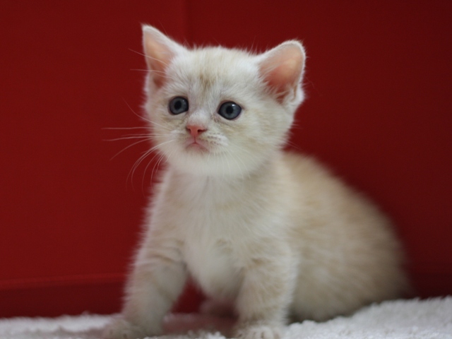 マンチカンの子猫画像