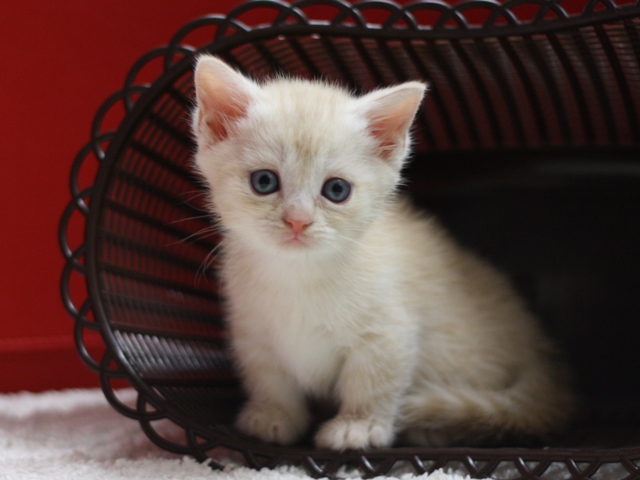 マンチカンの子猫画像